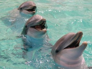 smiling-dolphin