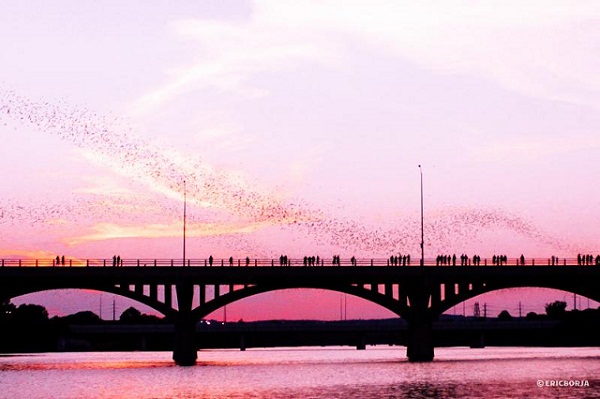 Congress Avenue Bridge, Austin, USA by Eric